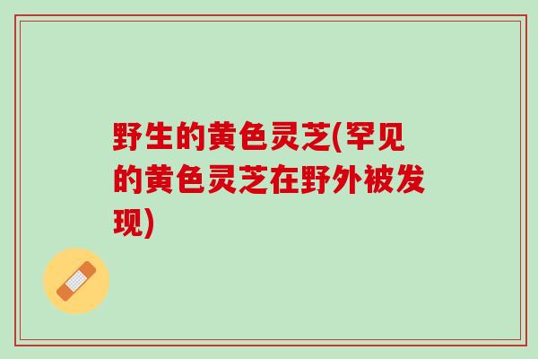 野生的黄色灵芝(罕见的黄色灵芝在野外被发现)