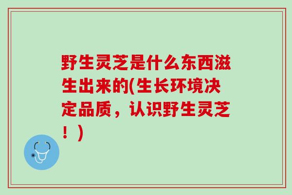 野生灵芝是什么东西滋生出来的(生长环境决定品质，认识野生灵芝！)