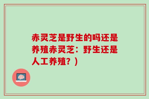 赤灵芝是野生的吗还是养殖赤灵芝：野生还是人工养殖？)