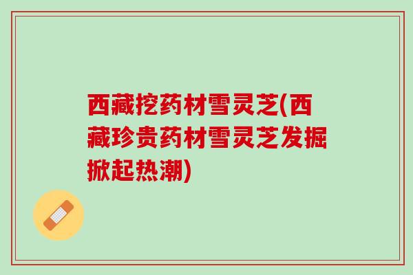 西藏挖药材雪灵芝(西藏珍贵药材雪灵芝发掘掀起热潮)