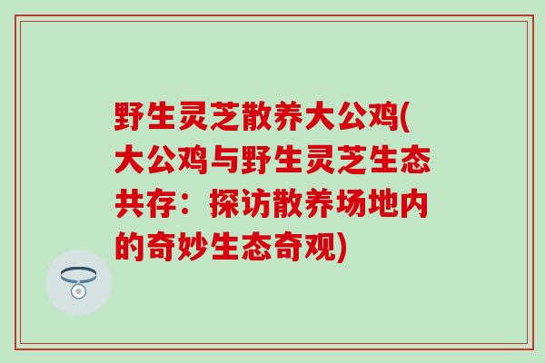 野生灵芝散养大公鸡(大公鸡与野生灵芝生态共存：探访散养场地内的奇妙生态奇观)