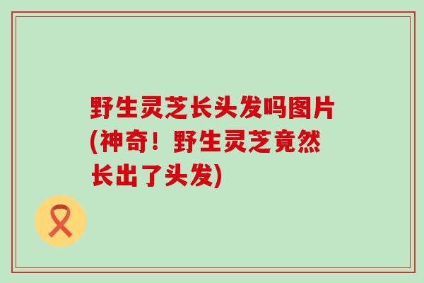 野生灵芝长头发吗图片(神奇！野生灵芝竟然长出了头发)