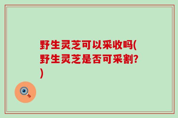 野生灵芝可以采收吗(野生灵芝是否可采割？)