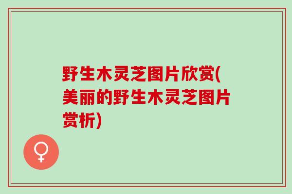 野生木灵芝图片欣赏(美丽的野生木灵芝图片赏析)