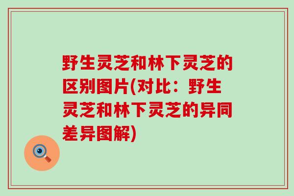 野生灵芝和林下灵芝的区别图片(对比：野生灵芝和林下灵芝的异同差异图解)