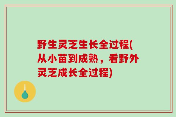 野生灵芝生长全过程(从小苗到成熟，看野外灵芝成长全过程)