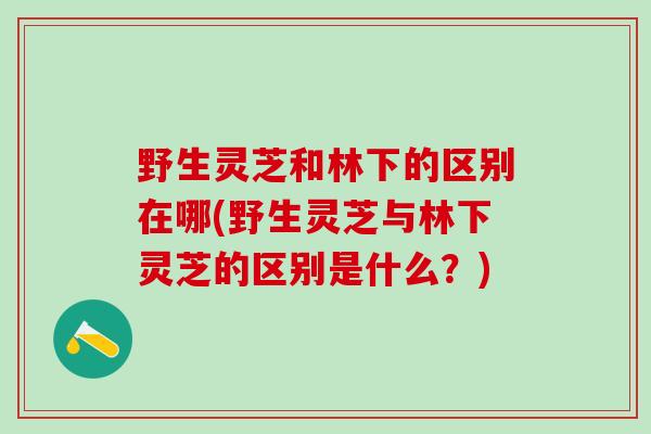 野生灵芝和林下的区别在哪(野生灵芝与林下灵芝的区别是什么？)