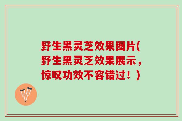 野生黑灵芝效果图片(野生黑灵芝效果展示，惊叹功效不容错过！)