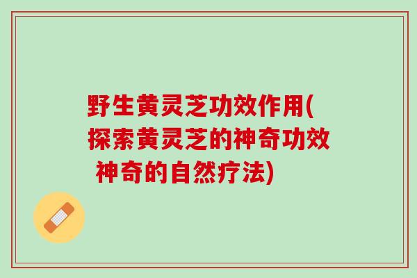 野生黄灵芝功效作用(探索黄灵芝的神奇功效 神奇的自然疗法)