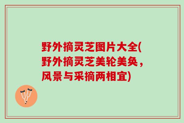 野外摘灵芝图片大全(野外摘灵芝美轮美奂，风景与采摘两相宜)