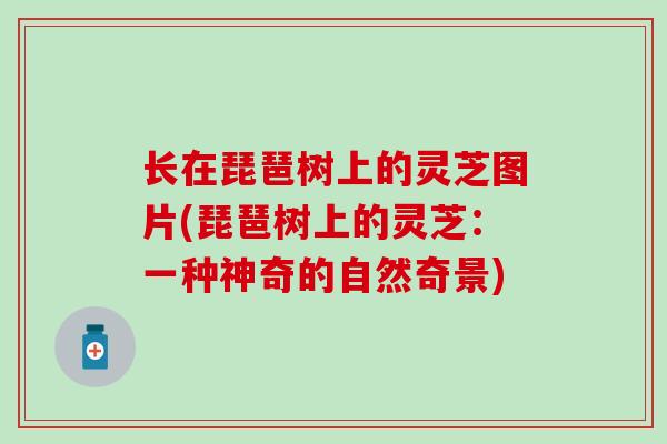长在琵琶树上的灵芝图片(琵琶树上的灵芝：一种神奇的自然奇景)