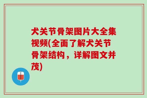 犬关节骨架图片大全集视频(全面了解犬关节骨架结构，详解图文并茂)