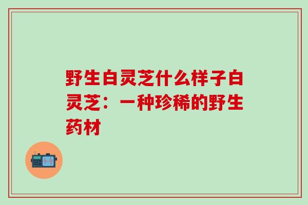 野生白灵芝什么样子白灵芝：一种珍稀的野生药材
