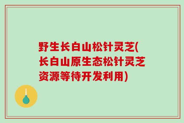野生长白山松针灵芝(长白山原生态松针灵芝资源等待开发利用)