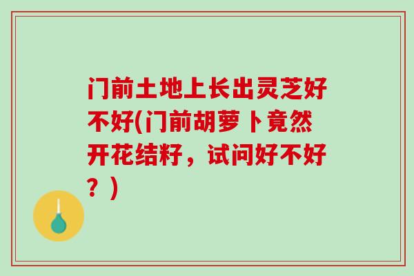 门前土地上长出灵芝好不好(门前胡萝卜竟然开花结籽，试问好不好？)