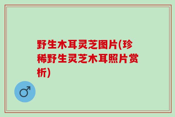 野生木耳灵芝图片(珍稀野生灵芝木耳照片赏析)