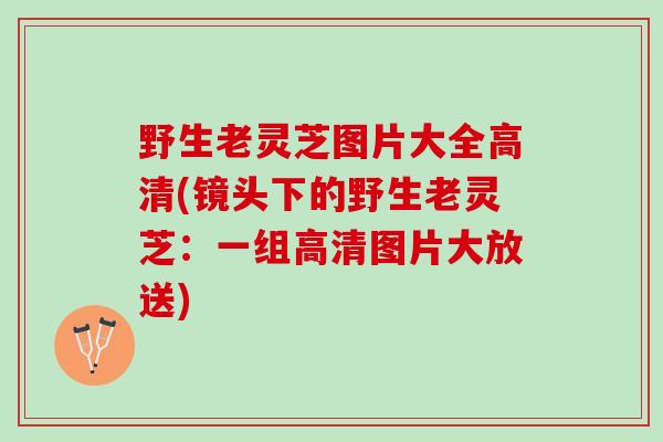 野生老灵芝图片大全高清(镜头下的野生老灵芝：一组高清图片大放送)