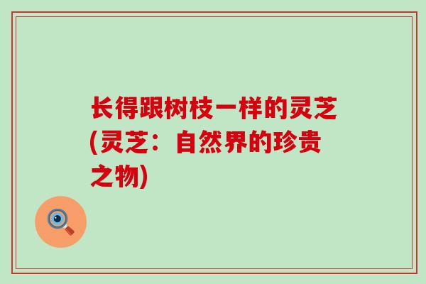 长得跟树枝一样的灵芝(灵芝：自然界的珍贵之物)