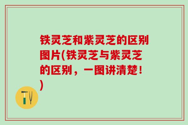 铁灵芝和紫灵芝的区别图片(铁灵芝与紫灵芝的区别，一图讲清楚！)