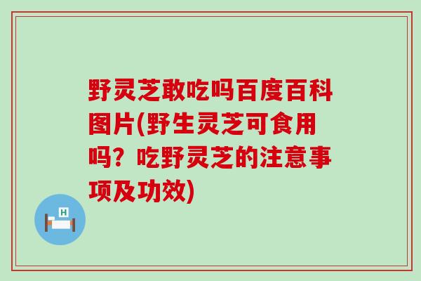野灵芝敢吃吗百度百科图片(野生灵芝可食用吗?吃野灵芝的注意事项及功效) 野灵芝敢吃吗百度百科图片(野生灵芝可食用吗?吃野灵芝的注意事项及功效)