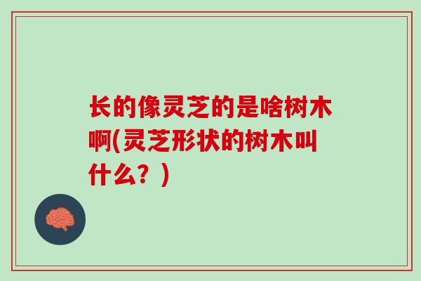 长的像灵芝的是啥树木啊(灵芝形状的树木叫什么？)