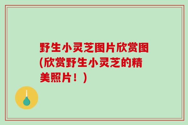 野生小灵芝图片欣赏图(欣赏野生小灵芝的精美照片！)