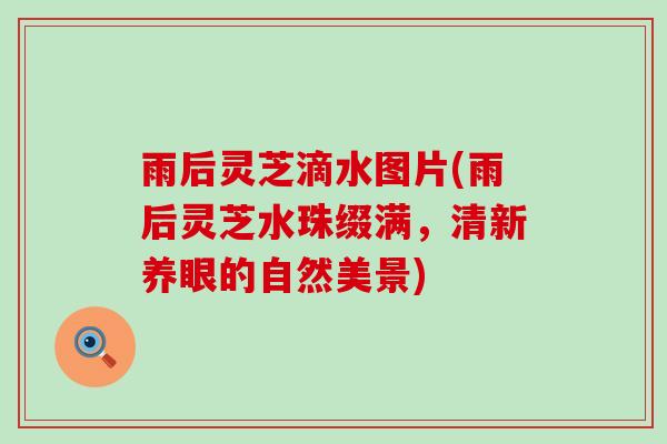 雨后灵芝滴水图片(雨后灵芝水珠缀满，清新养眼的自然美景)