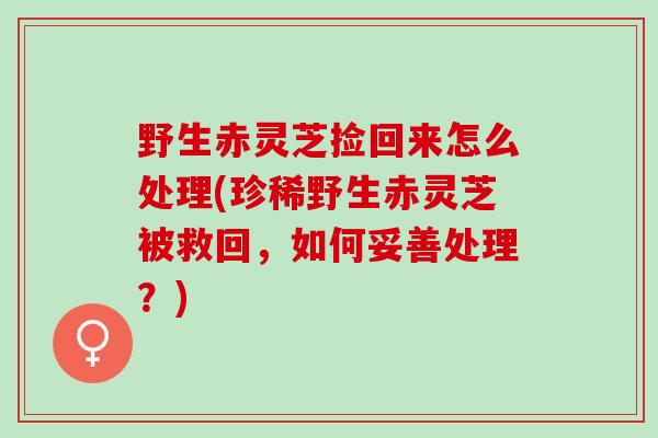 野生赤灵芝捡回来怎么处理(珍稀野生赤灵芝被救回，如何妥善处理？)