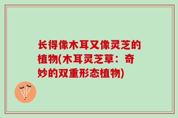 长得像木耳又像灵芝的植物(木耳灵芝草：奇妙的双重形态植物)