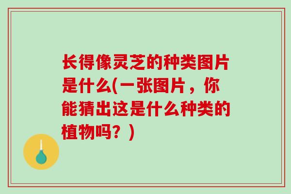 长得像灵芝的种类图片是什么(一张图片，你能猜出这是什么种类的植物吗？)
