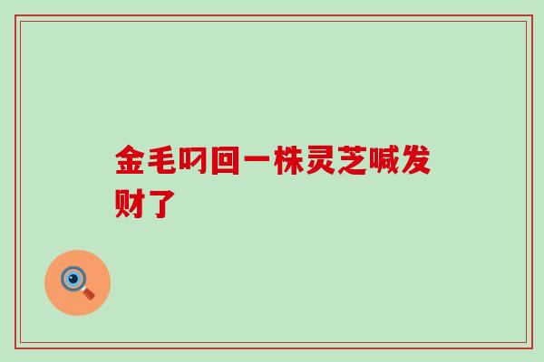 金毛叼回一株灵芝喊发财了