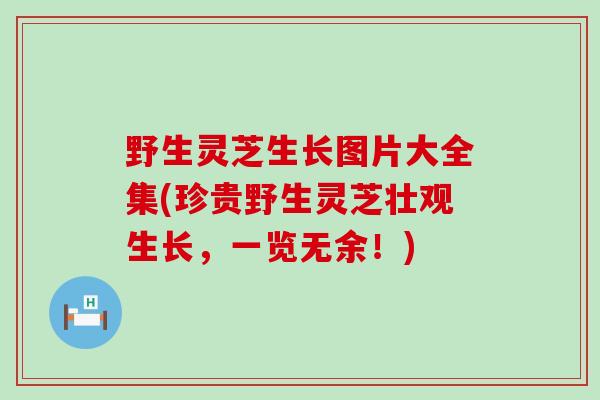 野生灵芝生长图片大全集(珍贵野生灵芝壮观生长，一览无余！)