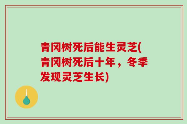 青冈树死后能生灵芝(青冈树死后十年，冬季发现灵芝生长)