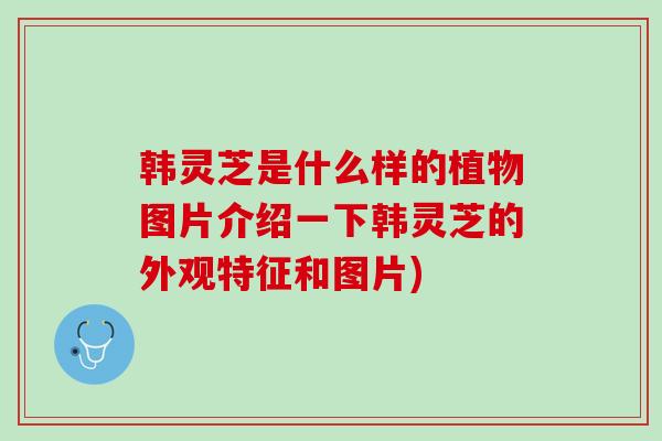 韩灵芝是什么样的植物图片介绍一下韩灵芝的外观特征和图片)