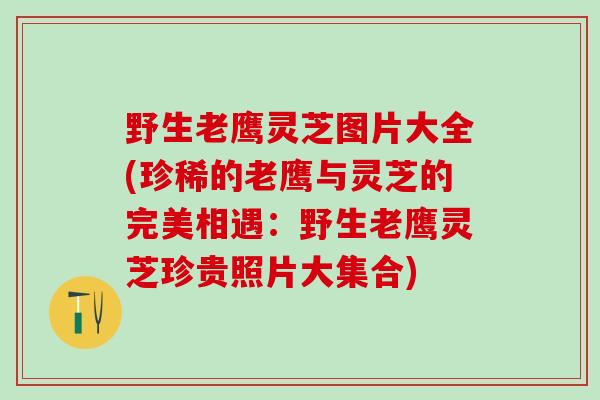野生老鹰灵芝图片大全(珍稀的老鹰与灵芝的完美相遇：野生老鹰灵芝珍贵照片大集合)