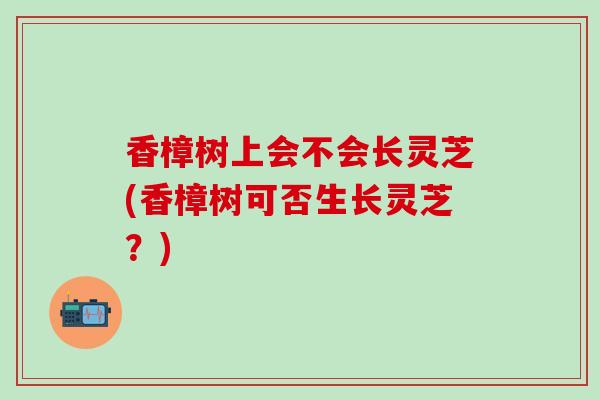 香樟树上会不会长灵芝(香樟树可否生长灵芝？)