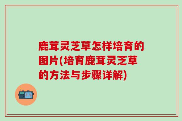 鹿茸灵芝草怎样培育的图片(培育鹿茸灵芝草的方法与步骤详解)