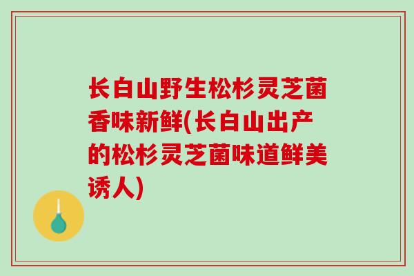 长白山野生松杉灵芝菌香味新鲜(长白山出产的松杉灵芝菌味道鲜美诱人)