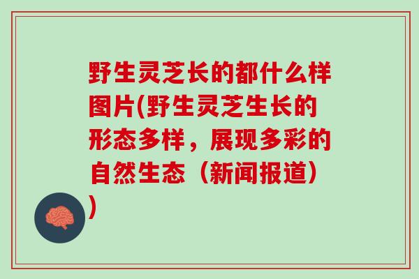 野生灵芝长的都什么样图片(野生灵芝生长的形态多样，展现多彩的自然生态（新闻报道）)