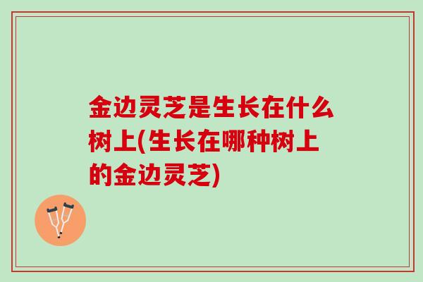 金边灵芝是生长在什么树上(生长在哪种树上的金边灵芝)