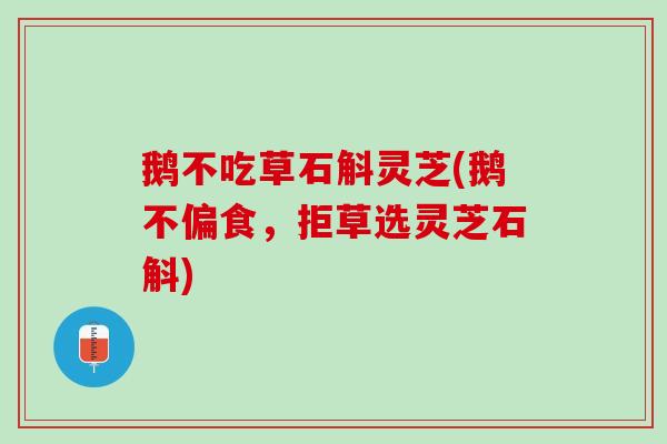 鹅不吃草石斛灵芝(鹅不偏食，拒草选灵芝石斛)