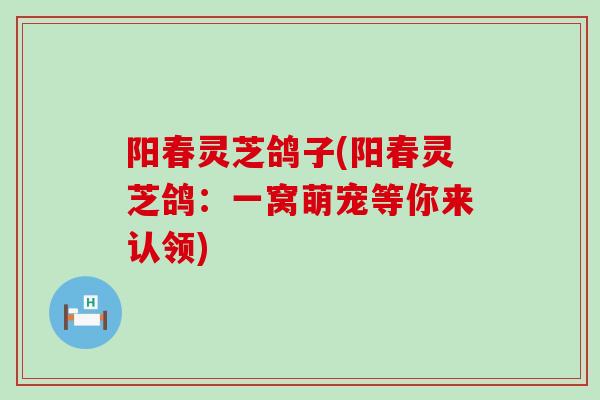 阳春灵芝鸽子(阳春灵芝鸽：一窝萌宠等你来认领)