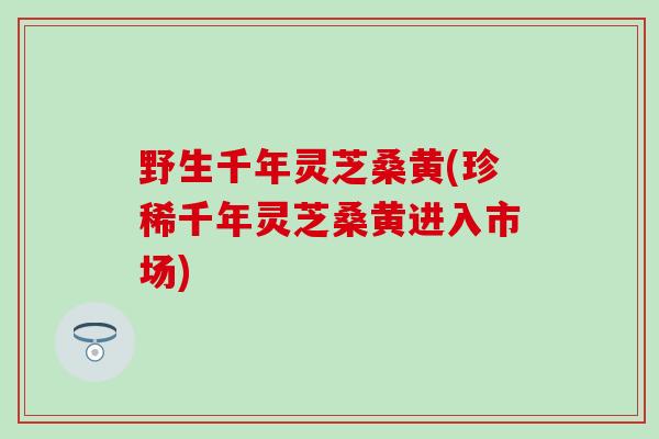 野生千年灵芝桑黄(珍稀千年灵芝桑黄进入市场)