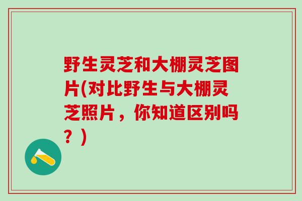 野生灵芝和大棚灵芝图片(对比野生与大棚灵芝照片，你知道区别吗？)