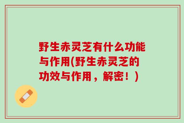 野生赤灵芝有什么功能与作用(野生赤灵芝的功效与作用，解密！)