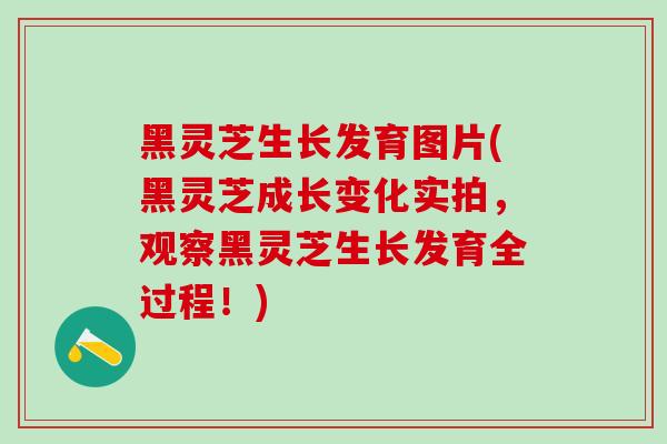 黑灵芝生长发育图片(黑灵芝成长变化实拍，观察黑灵芝生长发育全过程！)