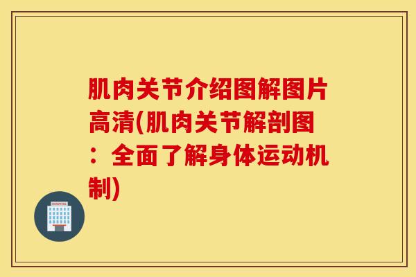 肌肉关节介绍图解图片高清(肌肉关节解剖图：全面了解身体运动机制)