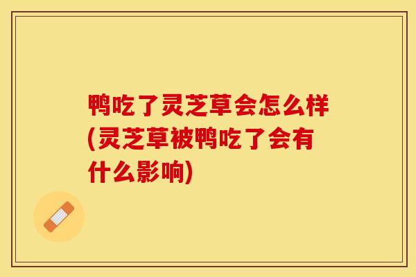 鸭吃了灵芝草会怎么样(灵芝草被鸭吃了会有什么影响)
