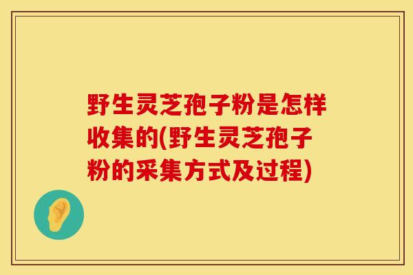 野生灵芝孢子粉是怎样收集的(野生灵芝孢子粉的采集方式及过程)