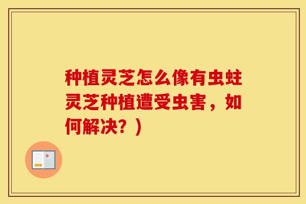 种植灵芝怎么像有虫蛀灵芝种植遭受虫害，如何解决？)